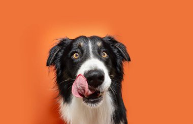 Aç köpek yavrusu yiyor. Border collie dudaklarını diliyle yalıyor. Turuncu arka planda izole edilmiş, Cadılar Bayramı sezonu.