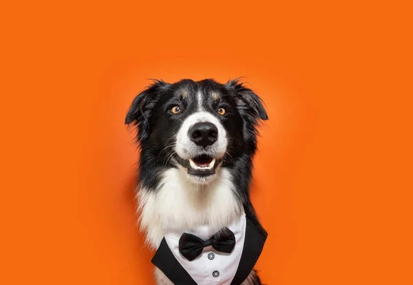 Портрет Елегантної Прикордонної Колі Собаки Святкує Хелловін Карнавалу Або Нового Стокове Фото