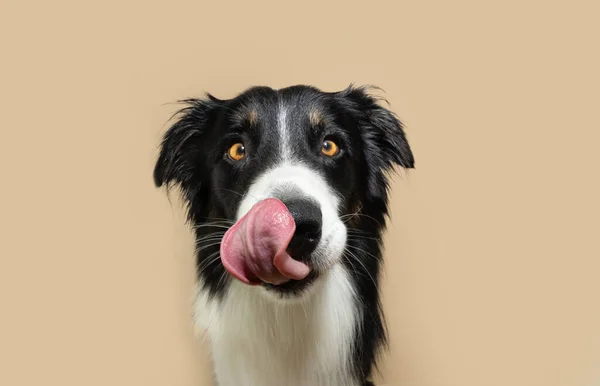 Portret Pieska Butelkowego Collie Liżącego Usta Językiem Izolowany Beżowym Tle — Zdjęcie stockowe