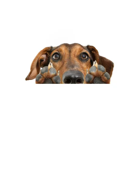 Attentive Dachshund Puppy Dog Looking Camera Hanging Paws Blank Isolated — Stock Photo, Image