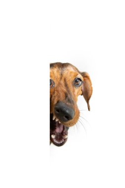 Portre komik, beyaz bir afişin arkasından dışarı bakan dachshund köpeğini şaşırttı. Beyaz arkaplanda izole