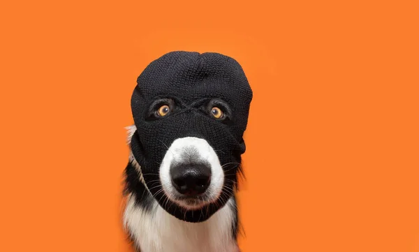 Portrait Welpe Hund Feiert Halloween Karneval Oder Neujahr Mit Sturmhaube — Stockfoto