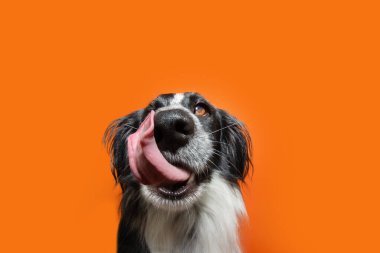 Portre komik ve aç köpek yavrusu diliyle dudaklarını yalıyor. Turuncu arka planda izole edilmiş