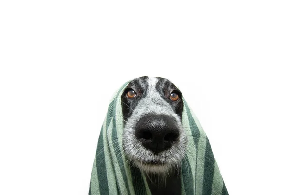 Portret Zabawnego Szczeniaka Zielonym Ręczniku Prysznicu Odizolowany Białym Grzbiecie — Zdjęcie stockowe