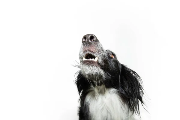 Portretowy Pies Otwartymi Ustami Żebrzący Patrzący Górę Izolacja Białym Tle — Zdjęcie stockowe