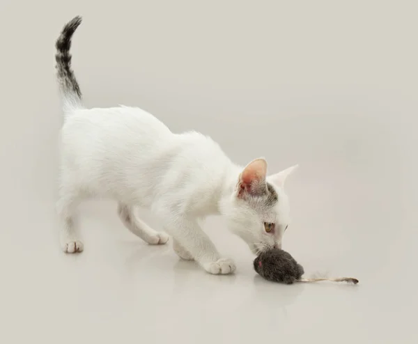 ムースを狩るポートレート遊び心のある小さな猫 白い灰色の背景に孤立した ロイヤリティフリーのストック写真