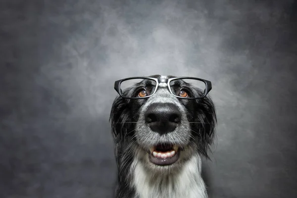 Portrait happy and clever puppy dog wearing glasses. Isolated on grey background. Back to school concept
