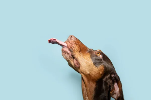 Portrait hungry doberman puppy dog begging eating and licking its lips with tongue. Isolated on blue pastel background