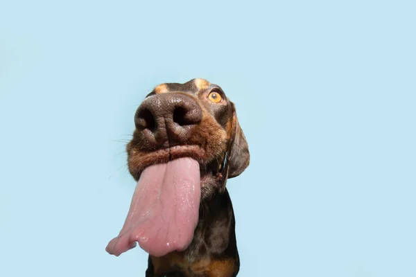 Portrait hungry doberman pinscher puppy dog begging eating and licking its lips with tongue. Isolated on blue pastel background