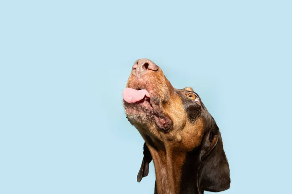 Hungry doberman puppy dog looking up and licking its lips with tongue. Isolated on blue pastel background