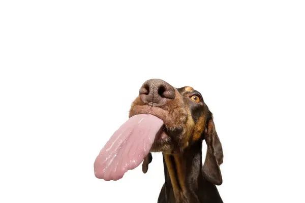 Retrato Divertido Perro Perro Doberman Pinscher Hambriento Mendigando Comiendo Lamiéndose —  Fotos de Stock
