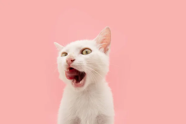 Portret Kotka Liże Usta Językiem Odwracając Wzrok Izolacja Różowym Pastelowym Zdjęcia Stockowe bez tantiem