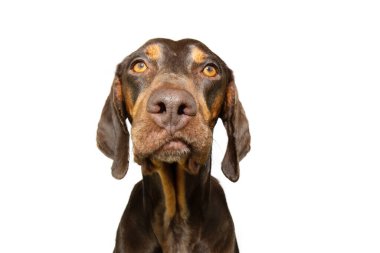 Tiksinmiş bir portre mi yoksa öfkeli bir köpek yavrusu mu? beyaz arkaplanda izole