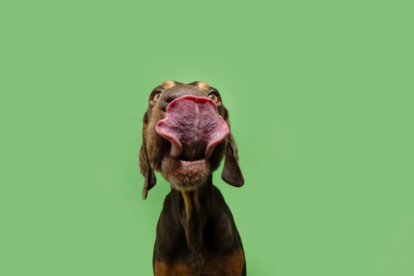 Funny Portrait Hungry Puppy Dog Licking Its Lips Tongue Isolated — Stock Photo, Image