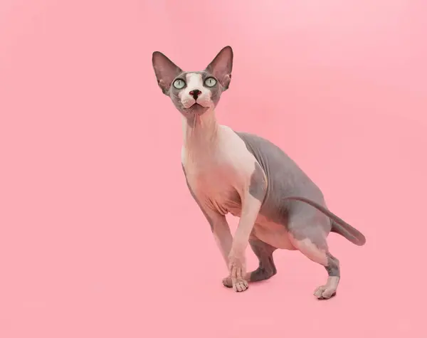Portret Zabawny Kot Sfinks Zabawy Izolacja Różowym Pastelowym Tle Zdjęcia Stockowe bez tantiem