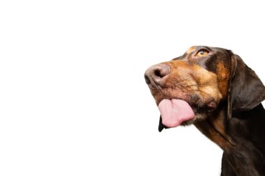 Komik portre aç doberman melez köpek dudaklarını diliyle yalıyor. Beyaz arkaplanda izole