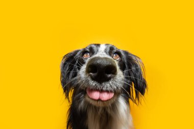 Tatlı gözlü sevimli ve komik yavru köpek portresi. Sarı arkaplanda izole edilmiş