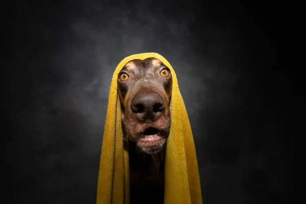 Funny portrait doberman puppy dog wrapped with a yellow towel. Isolated on grey dark background. Bathing concept