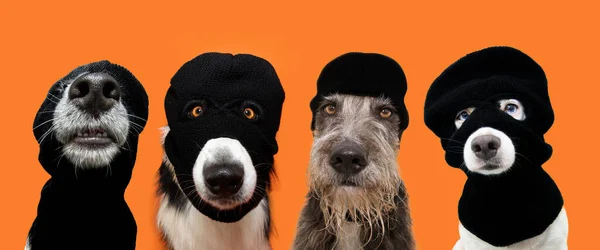 宠物之间的光环 四条狗打扮成小偷头戴巴拉克拉瓦在橙色背景下分离 — 图库照片