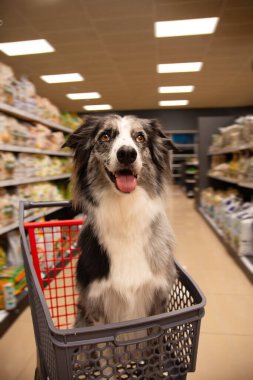Alışveriş arabasında oturan çoban köpeği ya da market, süpermarket ya da evcil hayvan dükkanında