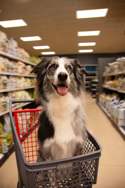 Border collie dog sitting in a shopping cart or trolley on grocery, super maket or pet store