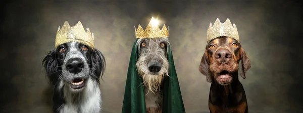 Korona Dla Zwierząt Trzy Psy Świętujące Trzech Mędrców Narodzin Chrystusa — Zdjęcie stockowe