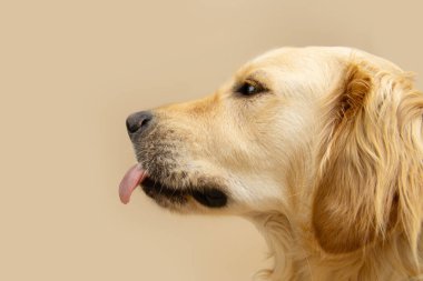 Profil aç Golden Retriever köpek yavrusu dudaklarını diliyle yalıyor. Bej arkaplanda izole edilmiş