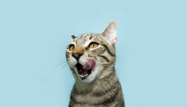 Портрет Голодного Маленького Кота Який Вилизує Губи Язиком Ізольовані Синьому Стокове Фото