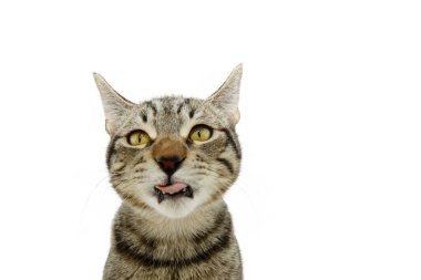 Portre aç tekir kedi dudaklarını diliyle yalıyor. Beyaz arkaplanda izole