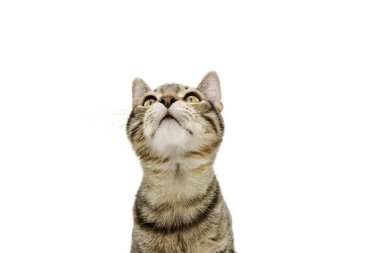 Küçük tekir kedinin portresi yukarı bakıyor. Beyaz arkaplanda izole