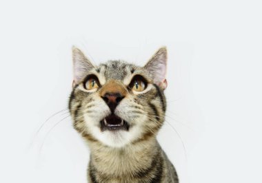 Portre tekir kedi baktı, miyavladı ve geniş bir ağız ve büyük gözler açtı. Beyaz arkaplanda izole