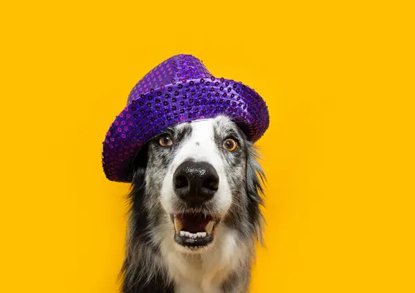 Happy pet dog celebrating halloween, carnival or new year\'eve wearing a purple hat costume. Isolated on yellow solid color background