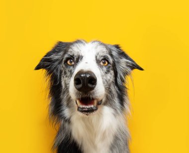 Gülümseyen mutlu bir Collie Dog portresi. Kameraya bakıyor. İlkbaharda ya da yaz mevsiminde sarı katı renkte izole edilmiş.