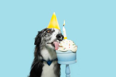 Collie Dog 'un rengarenk bir kek ile doğum günü ya da yıldönümü portresi. Mavi pastel arkaplanda izole