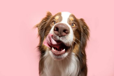 Portre aç Avustralyalı çoban köpeği yavrusu dilini yalıyor ve yiyor. Yaz ya da bahar mevsiminde mürekkep gibi sağlam bir zeminde izole edilmiş.