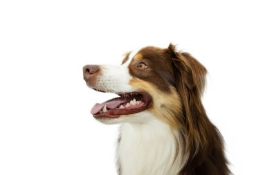 Avusturalyalı çoban köpeğinin profili başka tarafa bakıyor. Beyaz arka planda izole edilmiş. diş sağlığı