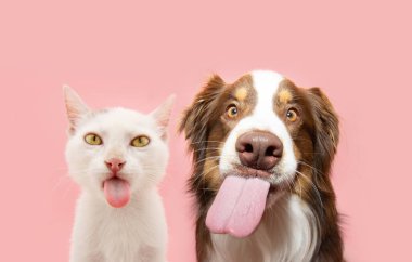 Komik aç hayvanlar yiyor. Köpek ve kedi dilleriyle dudaklarını yalıyor. Yazın veya sping sezonunda pembe pastel arka planda izole edilmiş.