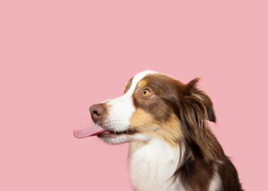 Komik profilli Avustralyalı çoban diliyle dudaklarını yalıyor ve yiyor. Pembe renkli arka planda izole edilmiş.