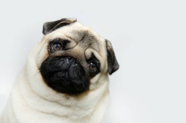 Kameraya bakan sevimli ve sevimli pug dog. Beyaz arkaplanda izole