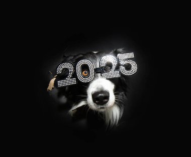 Sınır çoban köpeği 2025 yazısıyla yeni yılı kutluyor. Kara delik arkaplanından izole edilmiş