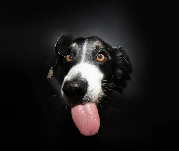 stock image Hungry border collie dog rips a round hole through a black paper wall and peeps through the hole. 