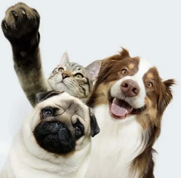 Üç evcil hayvan selfie. Pug ve Avustralya çoban köpekleri ve kedi kameraya bakıyor. Beyaz arkaplanda izole