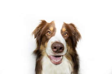 Avustralyalı çoban köpeğinin komik bir portresi. Beyaz arkaplanda izole