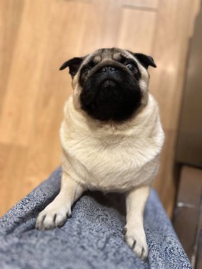 Mutfakta yemek için yalvaran komik köpek.