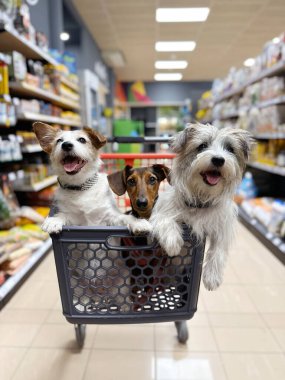 Alışveriş arabasının içinde üç sevimli köpek süpermarkete ya da evcil hayvan dükkanına gidiyor.