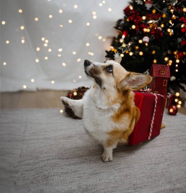 Portrait corgi puppy dog asking for food celebrating christmas next to a christmas tree clipart