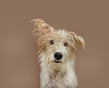 Bir kulağıyla kameraya bakan komik tilki yavrusu portresi. Mocha mus renginde izole edilmiş.