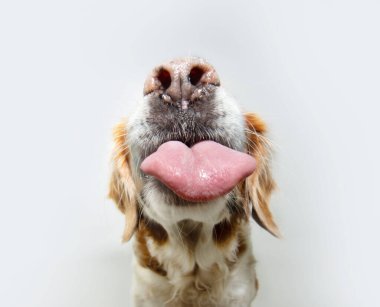 Yakın plan kıdemli Breton Spaniel köpeği dudaklarını diliyle yalıyor. Beyaz arkaplanda izole