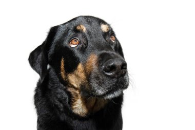 Suçlu portresi, üzgün Rottweiler köpeği yenilikçi gözleri ve kulaklarıyla yukarı bakıyor. Beyaz arkaplanda izole