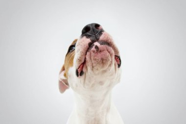 Portre komik ve aç Amerikan Staffordshire teriyeri köpeği başını kaldırıp yiyecek ya da ikram istiyor. Beyaz sırt çantasından izole edilmiş.